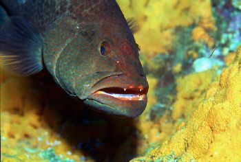 Cleaning station interrupted.  Grand Cayman. by Beverly J. Speed 
